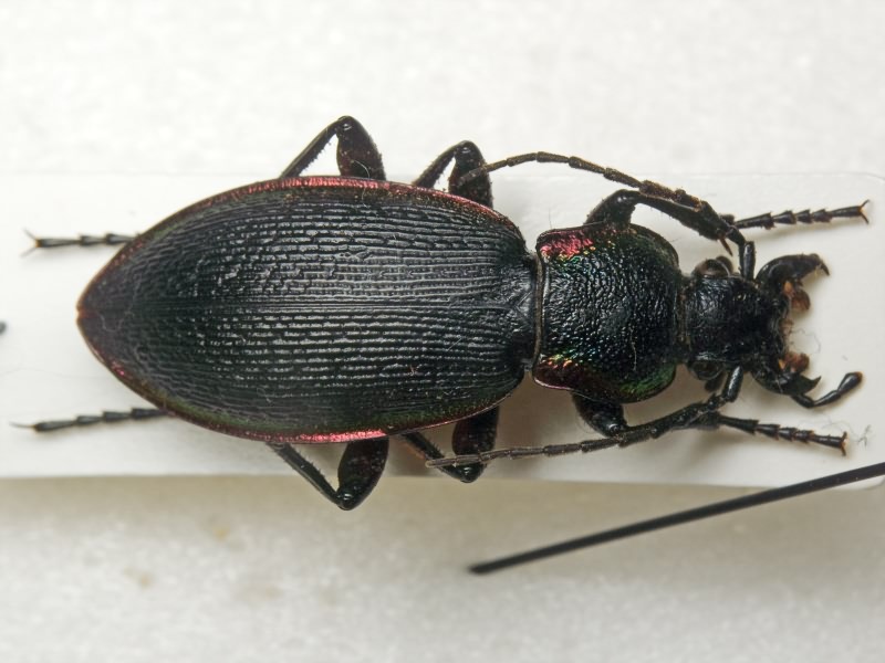 Carabus